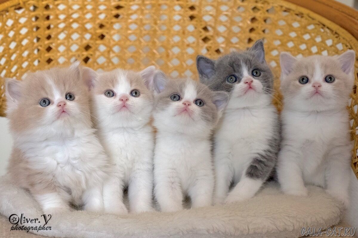 Тестовая статья